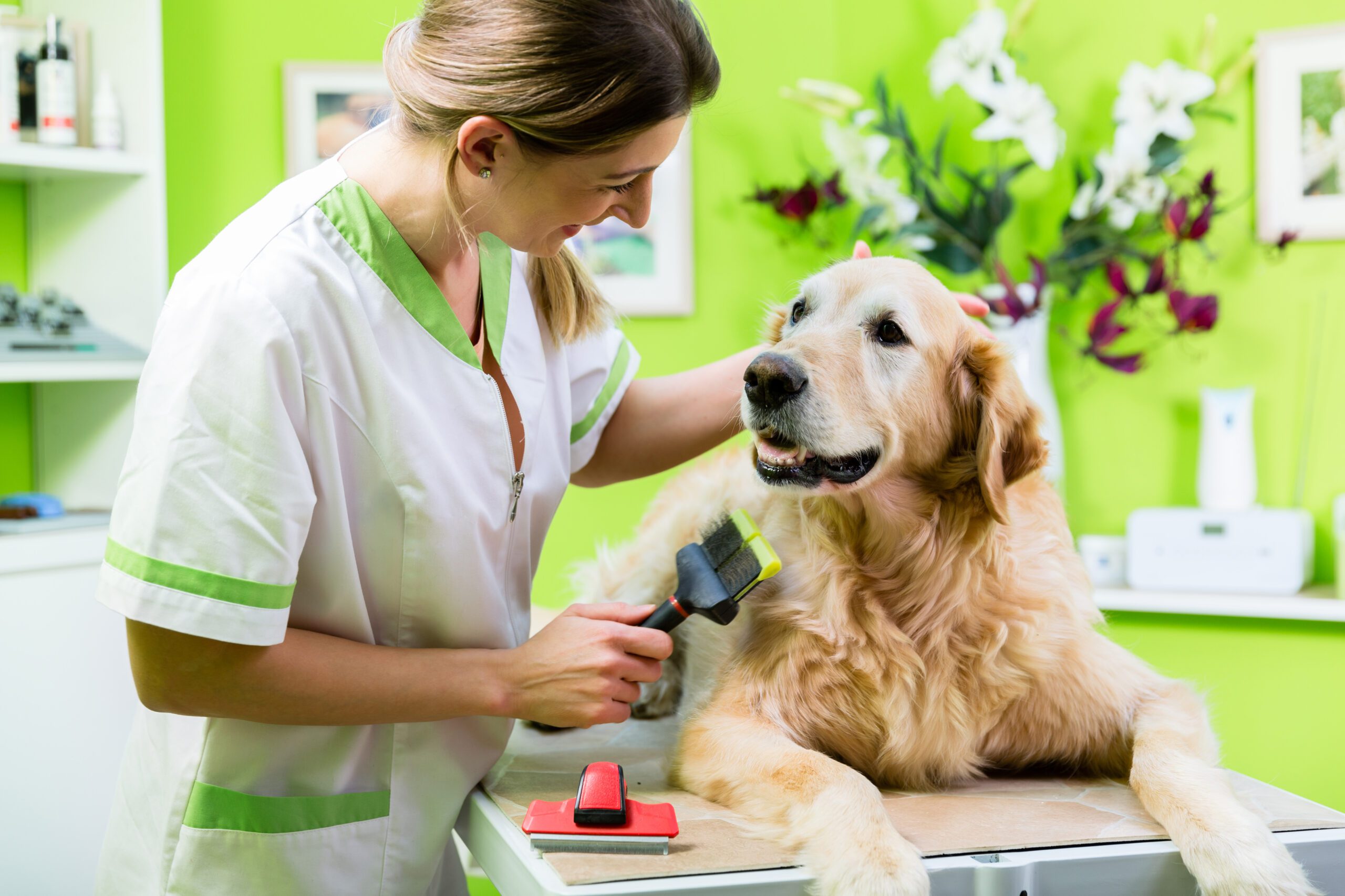 Palmetto Pups Groom & Play | Rock Hill, SC | groomer brushing golden retriever coat